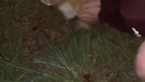 Dudes Rescue Kitty from Jar of Mayo