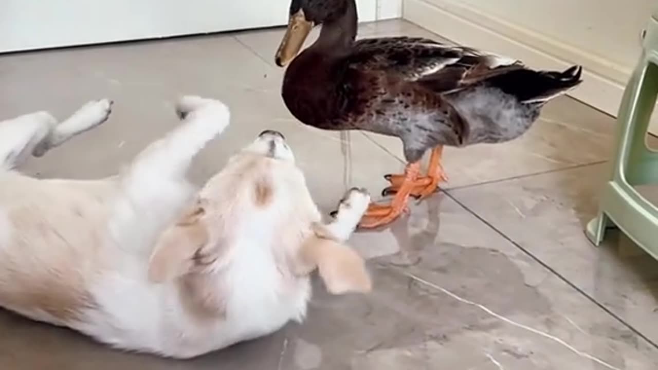 Brazen duck terrorizes pets