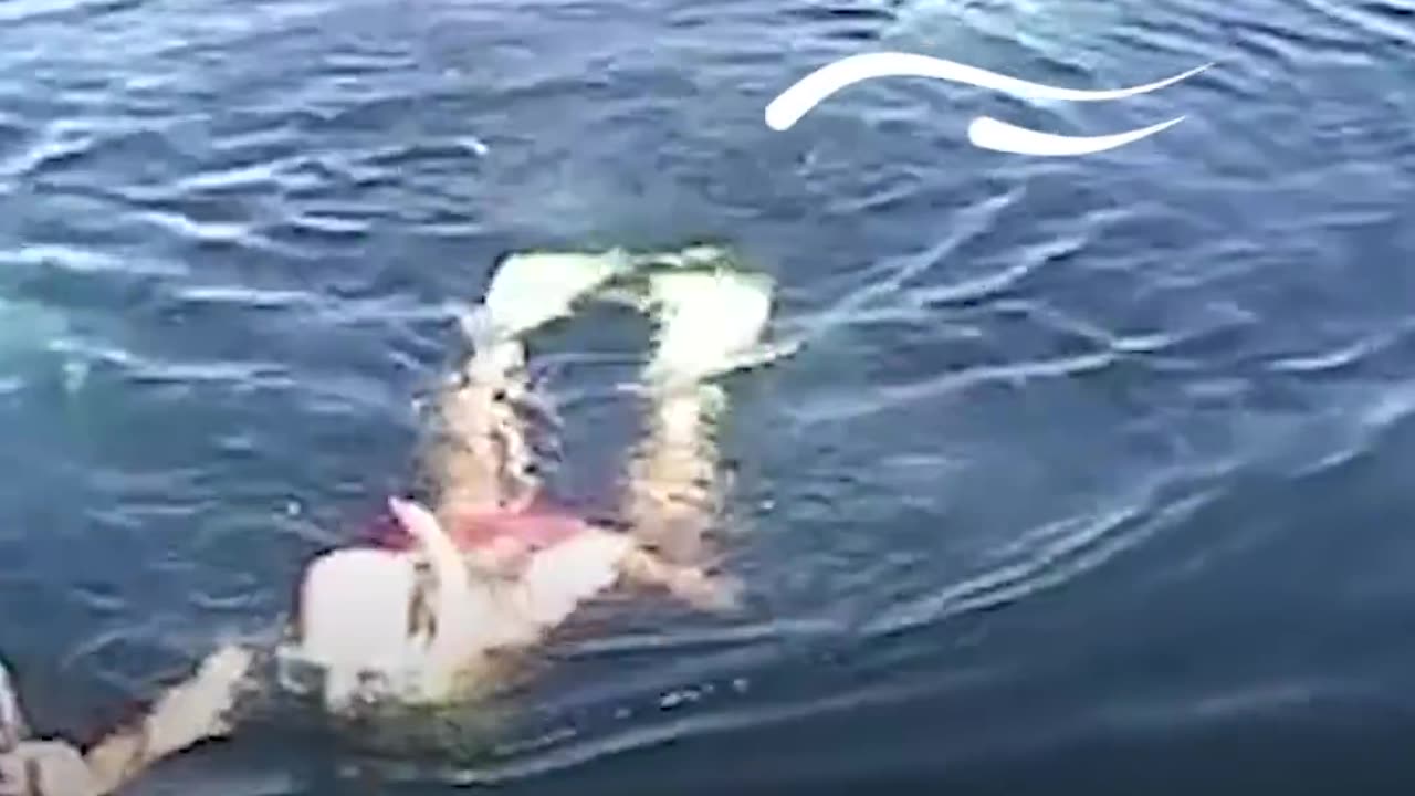 Family Rescues Whale Tangled In Net | The Dodo