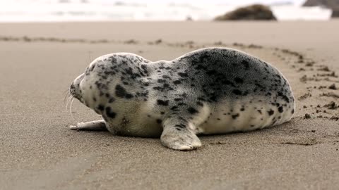 The cutest fur seal in the world