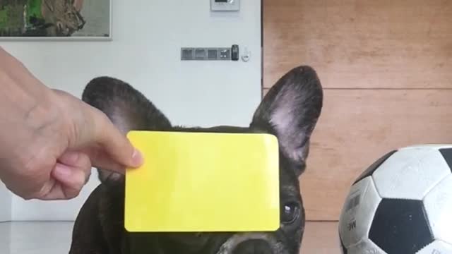 French Bulldog Wants to be a Football Referee