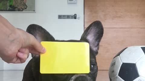 French Bulldog Wants to be a Football Referee