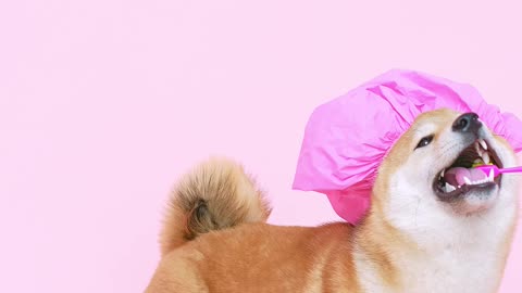 cute dog with a shower cap and biting a toothbrush in dog