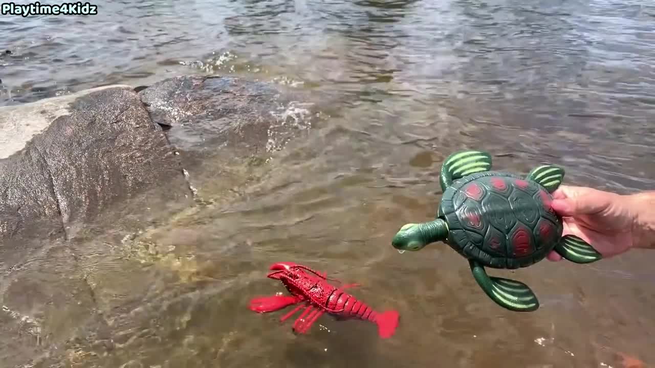 Sea Animal Toys at the Shore