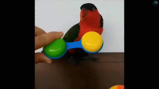 A parrot sings and plays. Very funny