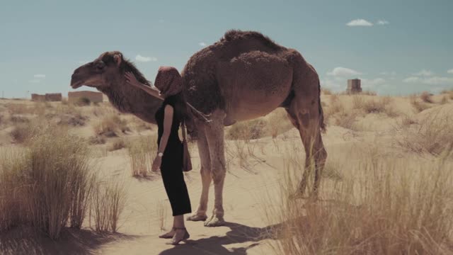 calm camel