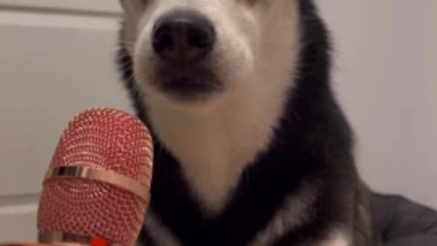 perfect looks Assertive husky is confident