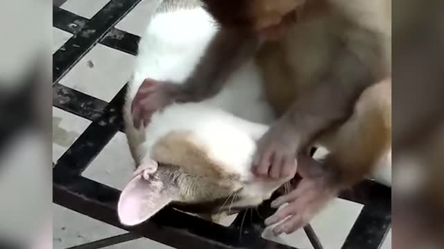 Cat and Monkey Playing 2021 Very Unlikely Friends