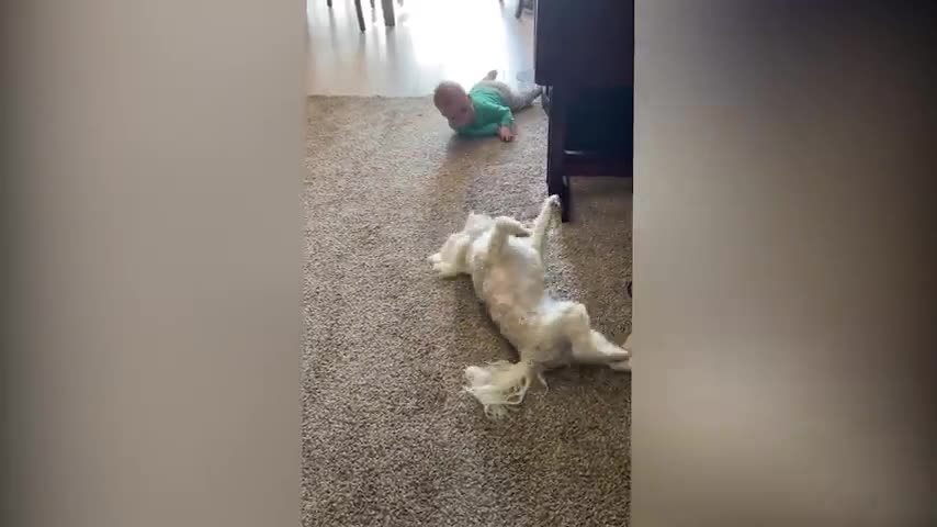 Cutest Babies Play With Dogs And Cats