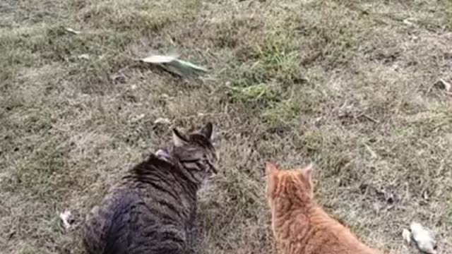 Funny Cats Video Series 18