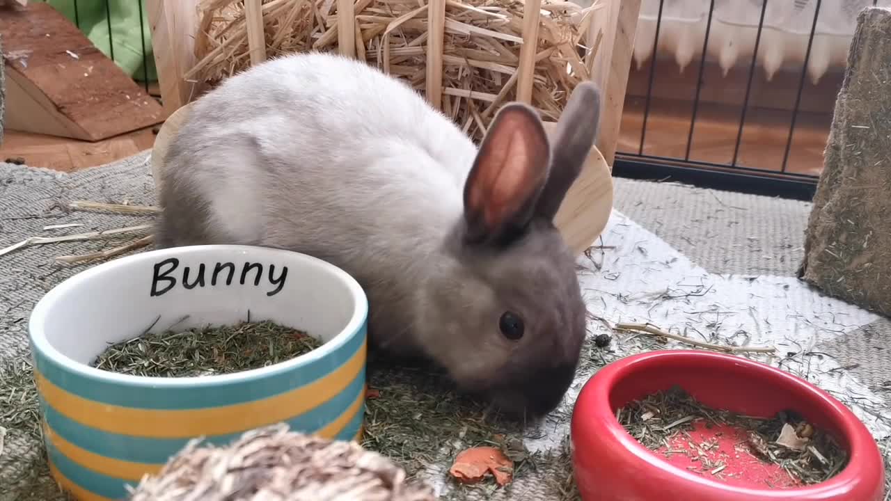 rabbits world, A funny and cute mamimals