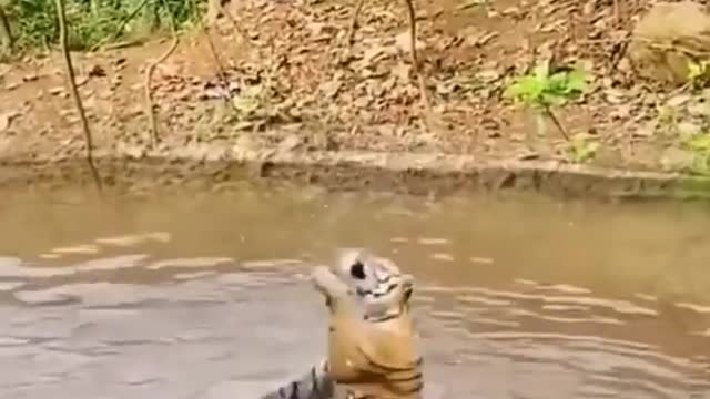 Macaquinho abusando da sorte