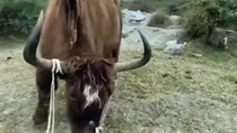 Wakhan Yaks