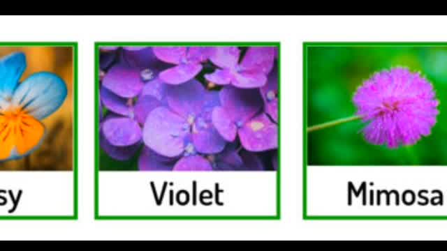 Types of flowers