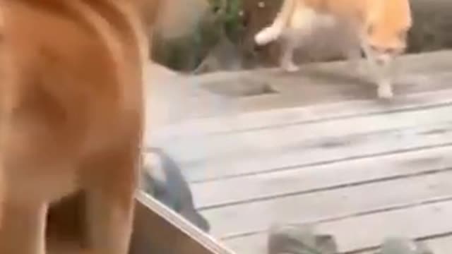 dogs and cats funny fighting