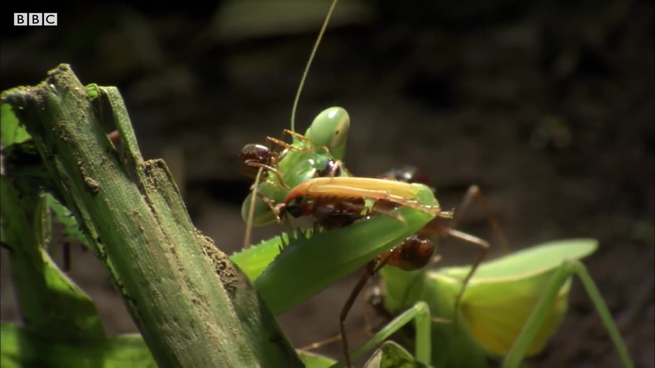 Ant Swarm Decimates Praying Mantis🐜⚔️🦗