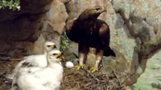 Animals and Offspring: Parents and Children