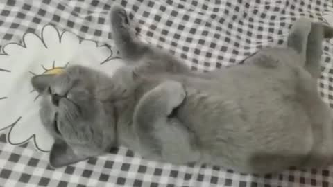 The first time I saw a cat sleeping on its back, it's so cute! !