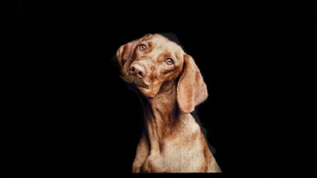 Beauregard dog