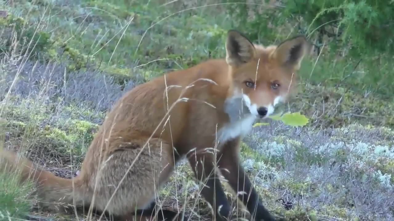 The red fox