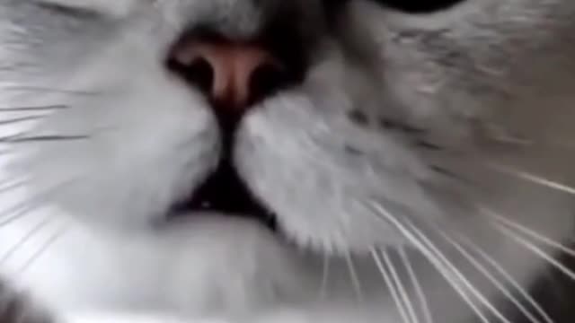 Cute Little Cat Needs Attention (Funny)