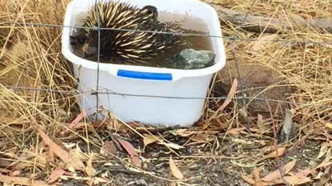 Echidna Keeps Clean in Canberra