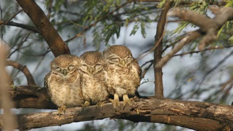 Owls🦉 are taking morning nap