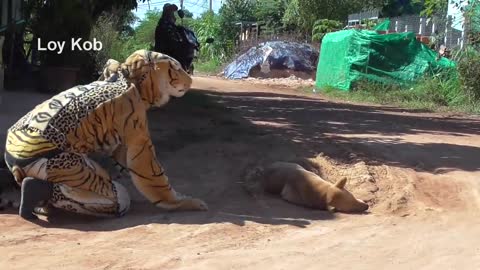 Fake Tiger Prank Dog Video in 2021 Fake tiger prank to dog very funny