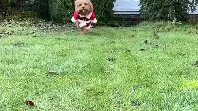 When you’re this excited that It’s almost CHRISTMAS TIME 🎄🎅🏽 😂 @pebblesthepoo