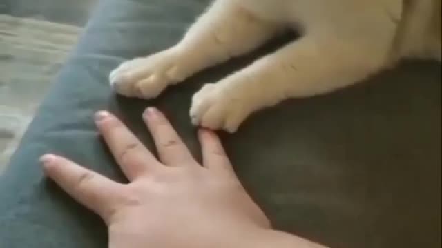 Found A Copy Cat 🐱