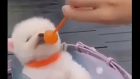 Cute and Funny Dog Videos Compilation. 🐕 #short #shorts 26