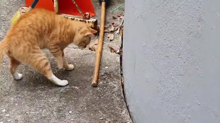 The cat's snake hunt