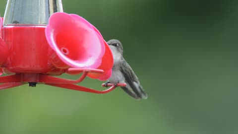 female ruby throated hummingbird