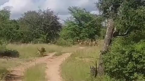 A leopard catch its prey flying in air viral video