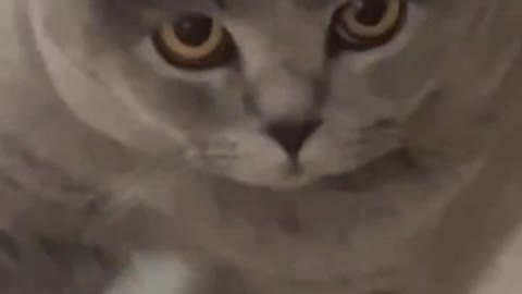 Look at this blue cat so fat, it looks like it likes to steal
