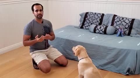 How to learn dog training and the dog has been performing