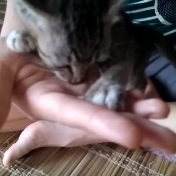 Gatito confunde mano humana con leche materna