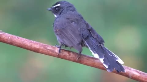 White Throated Fantail Bird