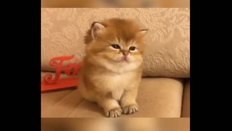 Baby Cats – Cute and Funny Baby Cat Video