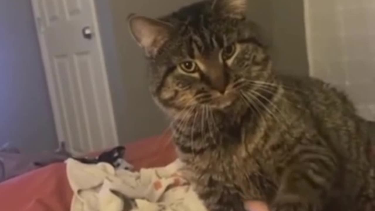 Funniest cats and kittens