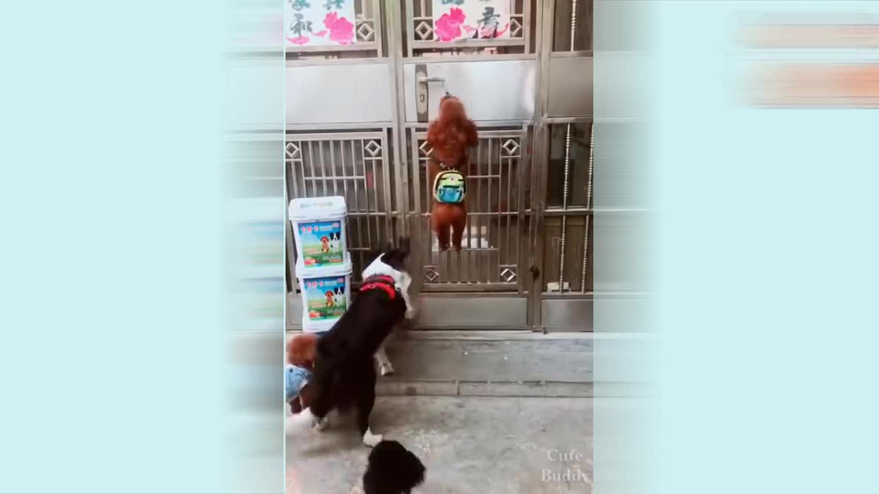 Dogs Closing and opening Door