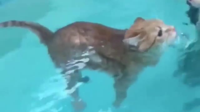 Funny cats swims