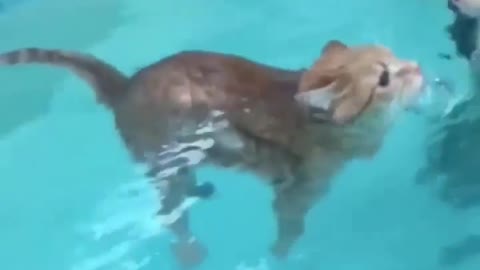 Funny cats swims