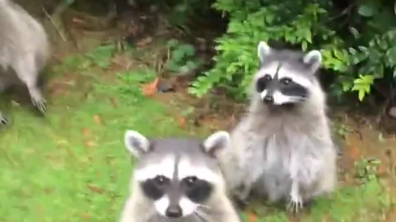 Group of begging raccoons