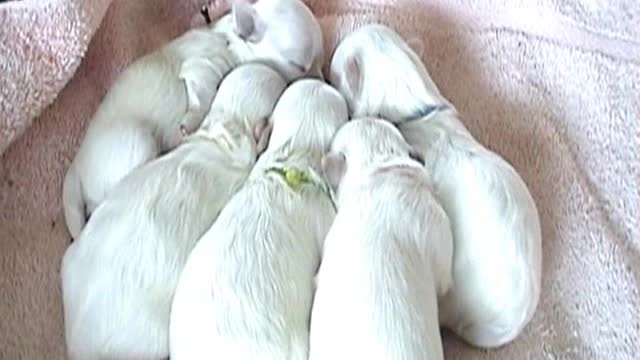 CUTE PUPPIES!!- 1 Week Old- Sleeping and Nursing!