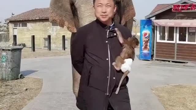 The breeder takes the animals for a walk