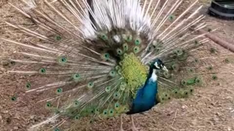ARK OF GRACE: SALVADOR THE PEACOCK SPREADS HIS FEATHERS!!!!