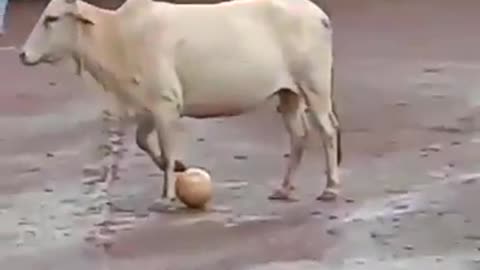 Funny Cow Playing Football