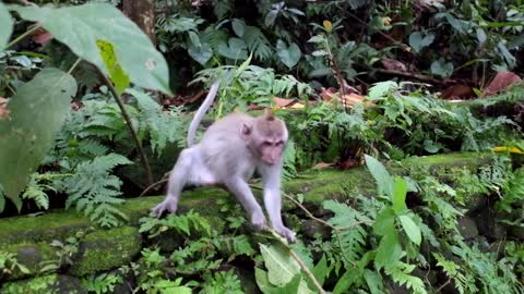 monkey zoo