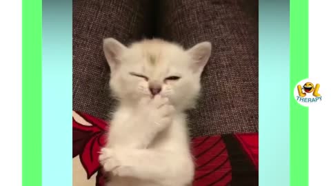 Cute Kittens Meowing "Really Adorable"